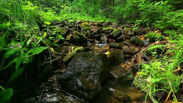 清洁水 — 图库视频影像