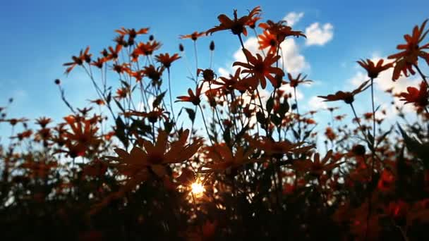 Yellow flowers meadow — Stock Video