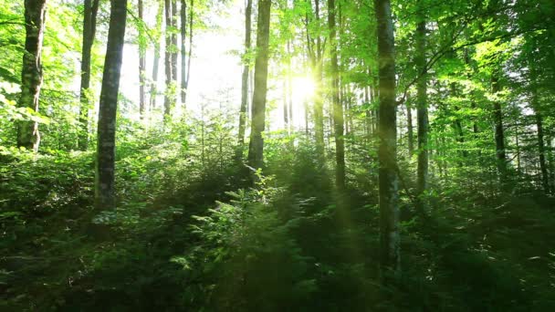 Manhã na floresta — Vídeo de Stock