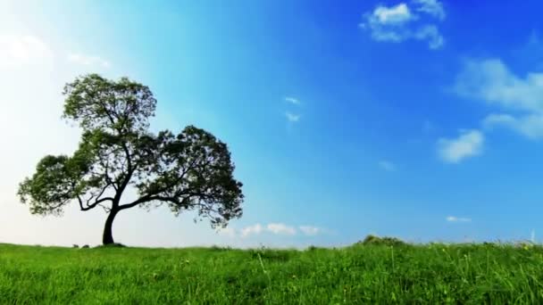 Albero sopra il cielo blu — Video Stock