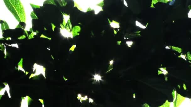 绿叶 — 图库视频影像