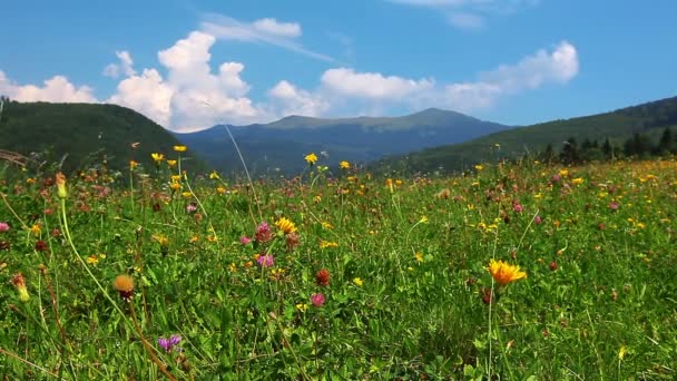 Campo de verão sob céu nublado — Vídeo de Stock