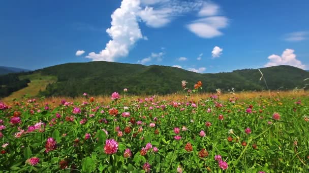 Campo rojo de tréboles bajo el cielo nublado — Vídeos de Stock