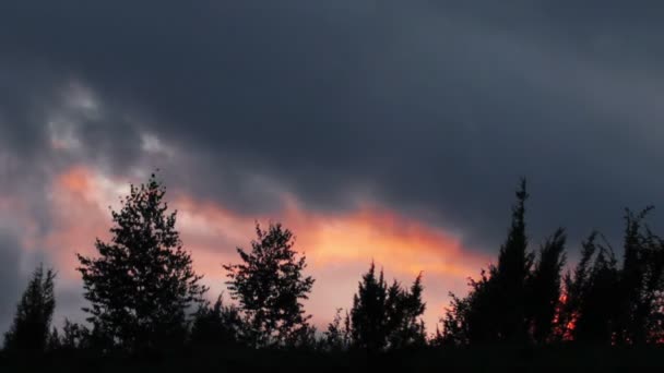 Árboles siluetas bajo el cielo puesta del sol — Vídeo de stock