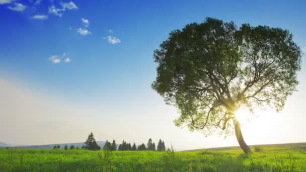 Albero sopra il cielo blu — Video Stock