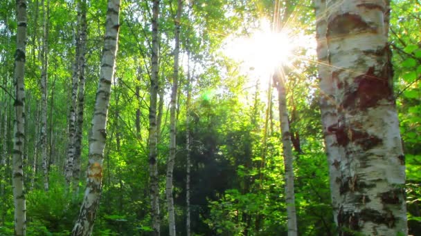 Bosque de abedul — Vídeos de Stock