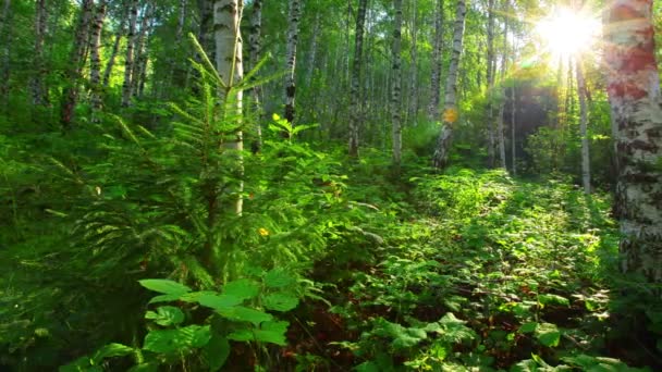 Floresta de vidoeiro — Vídeo de Stock