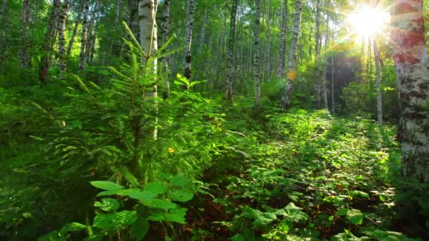 nyír-erdő