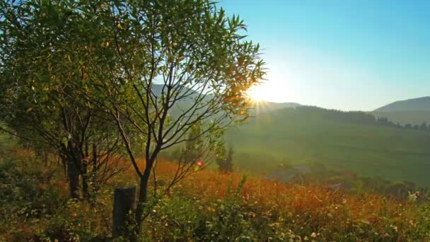 Bomen in het herfstbos — Stockvideo