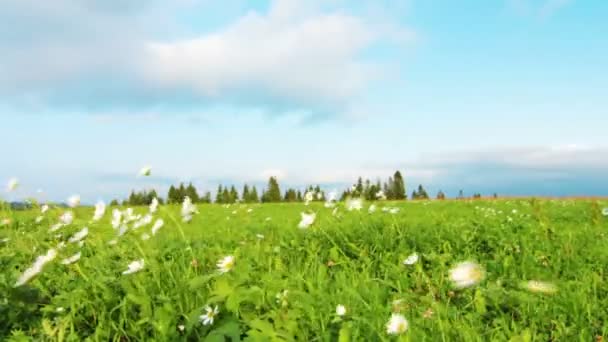 Chamomile flowers field — Stock Video