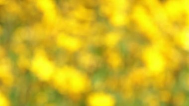 sarı çiçek alanı