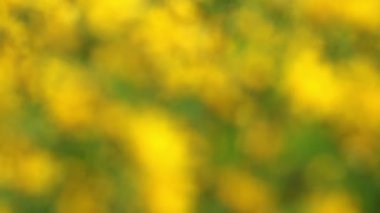 sarı çiçek alanı