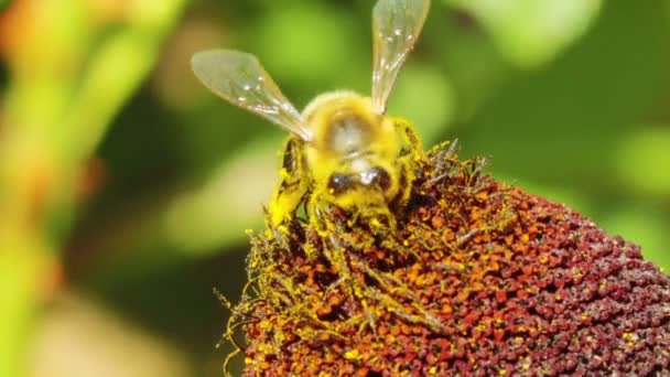 Цветок и пчела — стоковое видео