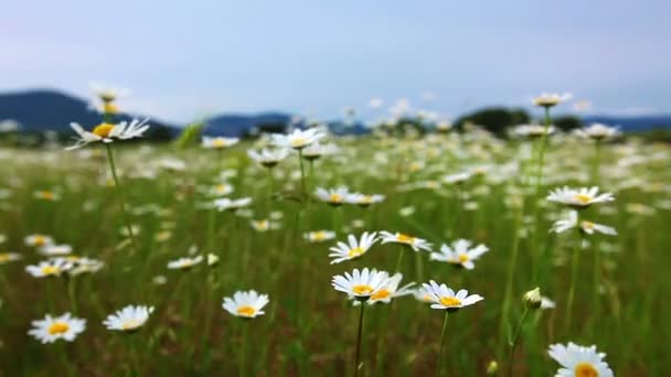 Camomila campo de flores — Vídeo de Stock