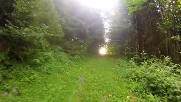 Passeggiata nel bosco — Video Stock