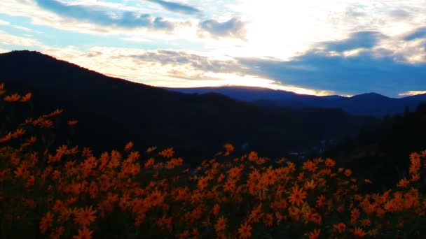 Flores amarelas prado — Vídeo de Stock