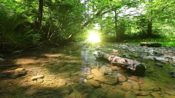 Agua limpia — Vídeo de stock