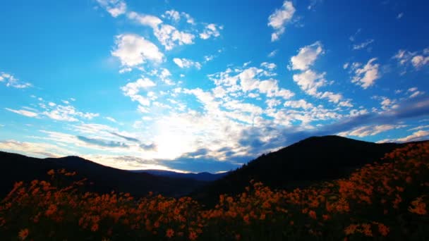 Pradera de flores amarillas — Vídeos de Stock