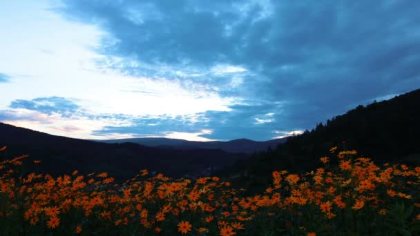 Pradera de flores amarillas — Vídeos de Stock