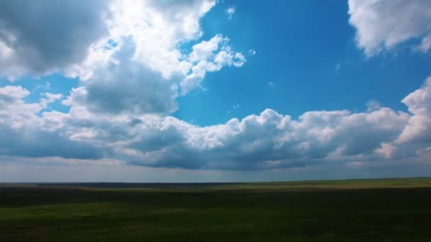 Campo de verão verde — Vídeo de Stock