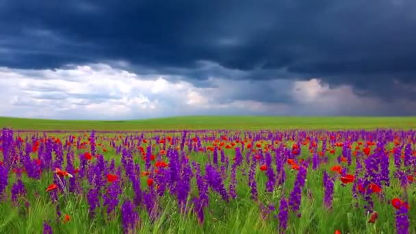 Fleurs de pavot 