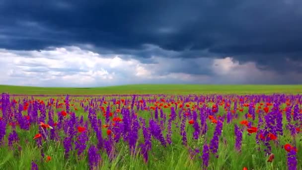 Poppy flowers — Stock Video