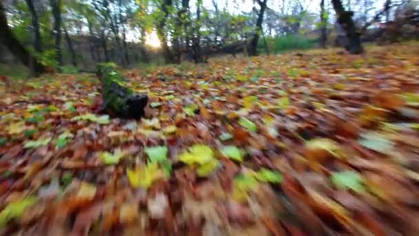 marcher sur les feuilles d'automne