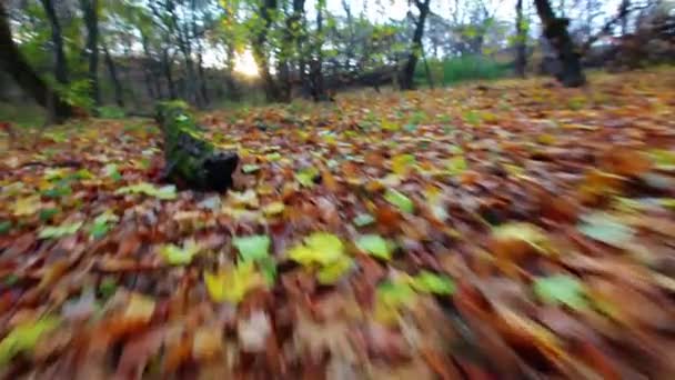 Caminando sobre hojas de otoño — Vídeo de stock