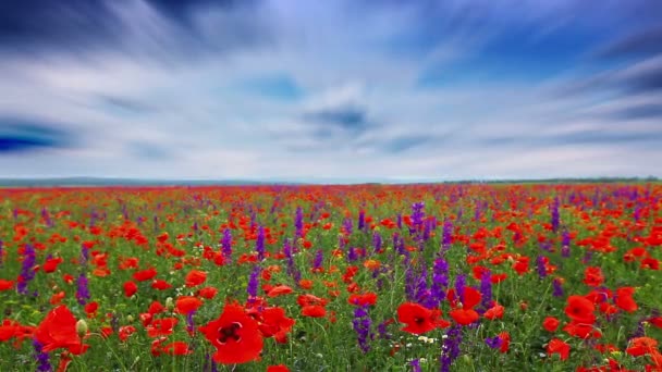 Poppy bloemen — Stockvideo