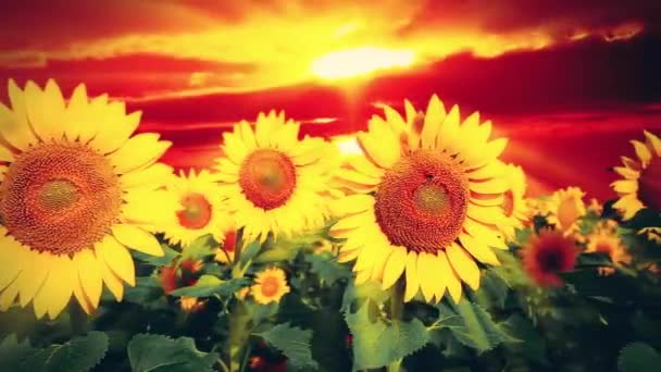 Blommande Solrosor Vid Solnedgången Bakgrund — Stockvideo