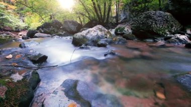 Ormandaki dağ deresi