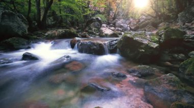 Ormandaki dağ deresi