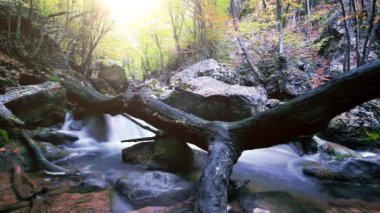 Ormandaki dağ deresi