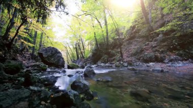 Ormandaki dağ deresi