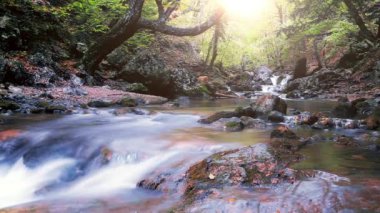 Ormandaki dağ deresi