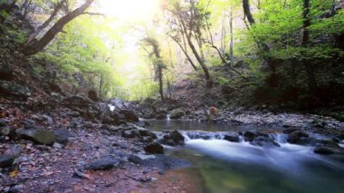 Ormandaki dağ deresi