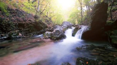Ormandaki dağ deresi