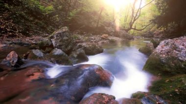 Ormandaki dağ deresi