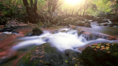Ormandaki dağ deresi