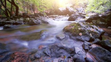 Ormandaki dağ deresi