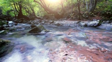 Ormandaki dağ deresi