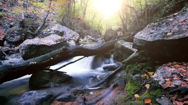 Ruisseau Montagne Dans Forêt — Video