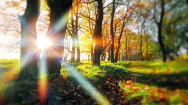 Sabah ormanda ağır çekimde