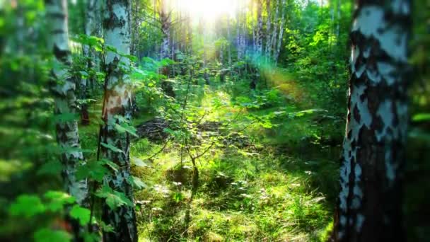 Ráno Lese Sluneční Paprsky Procházejí Mezi Stromy — Stock video