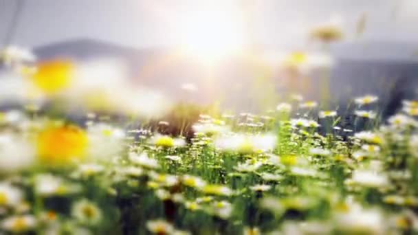 Campo Margaridas Pôr Sol — Vídeo de Stock