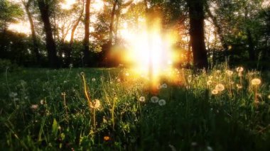 Sabah ormanda ağır çekimde