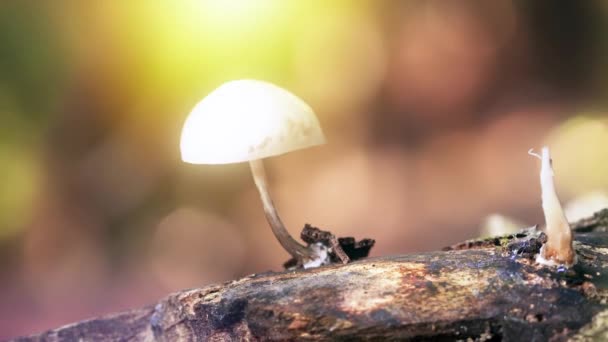 Champignon Skoven Ved Solnedgang Smuk Bokeh – Stock-video