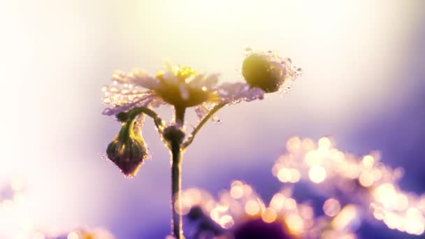 Close View Flower Slightly Moving Wind Charming Soft Light Sun — стоковое видео