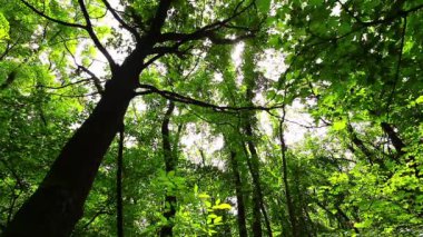 Sabah ormanda ağır çekimde, yaz sonbaharda