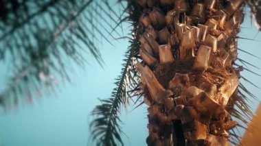 Yavaş çekim, palmiye ağaçları ve binaların yakın görüntüsü